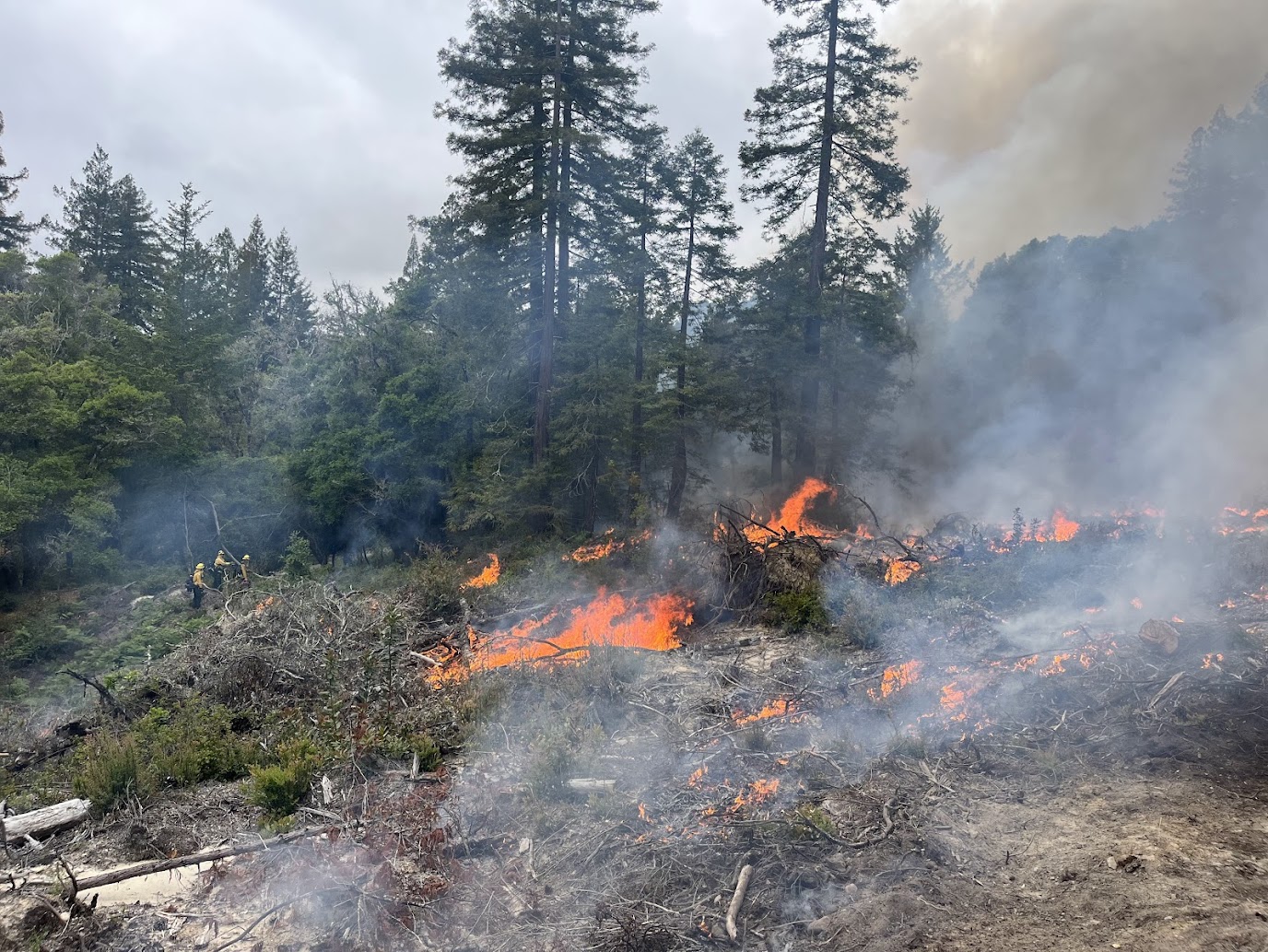 Redwood understory burn