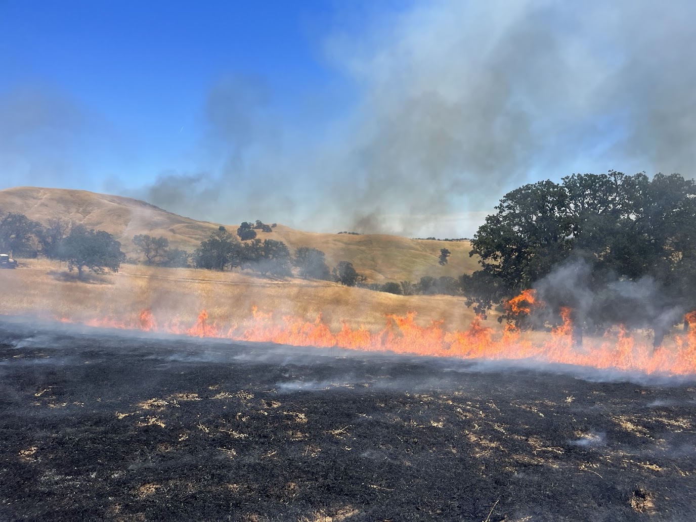 Low-Intensity Savanna Burn